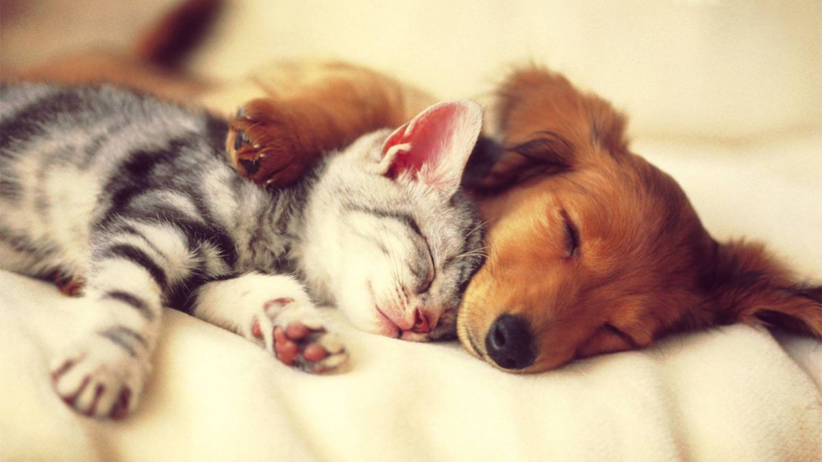 Pup and Kitten